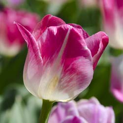 tulipe triomphe -page polka